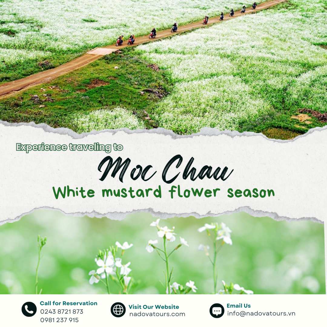 Moc Chau white mustard flower season